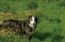 chien de troupeau à la ferme des clérambauts