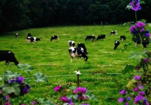 photo ferme